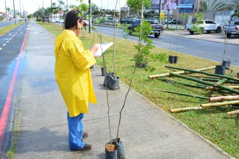 Arborização | Meio ambiente | Feira de Santana inicia projeto de arborização com meta de plantar mais de 5 mil árvores