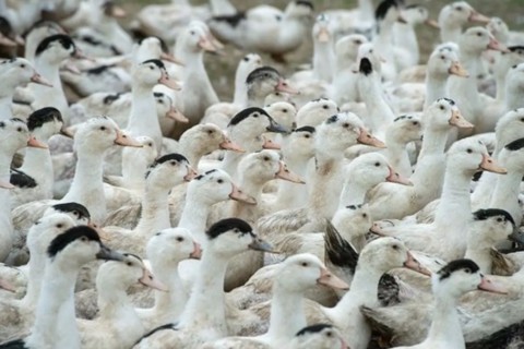 Geral / Mortes de gansos e patos em zoológico no RS foram por gripe aviária