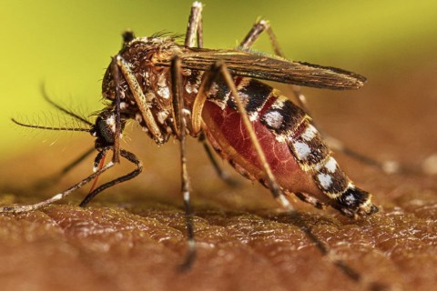 Chikungunya |  Saúde pública | Casos de chikungunya saltam de 18 para 1.027 em Feira de Santana, alerta secretário de Saúde