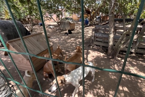 Abril Laranja | Proteção animal | Abril Laranja: abrigo em Feira de Santana enfrenta superlotação e pede apoio da sociedade