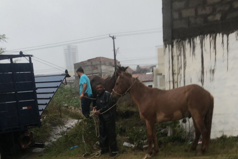 Segurança viária | Animais de grande porte | Prefeitura realiza operação e retira cavalos soltos na Lagoa Grande em Feira de Santana