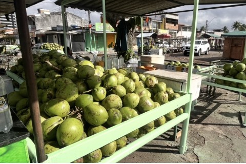 Água de coco | Hidratação | Água de coco pode ser consumida o ano inteiro, mas exige cuidados