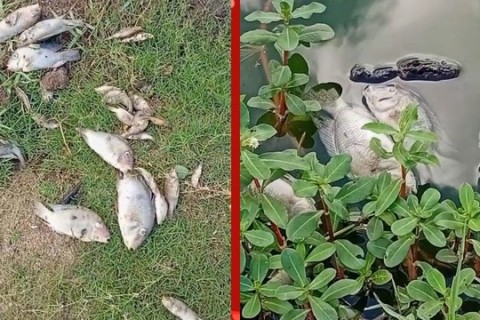 Meio Ambiente | Poluição | Mortandade de peixes em Jaguara acende alerta ambiental e reforça preocupação com Lagoa Grande em Feira