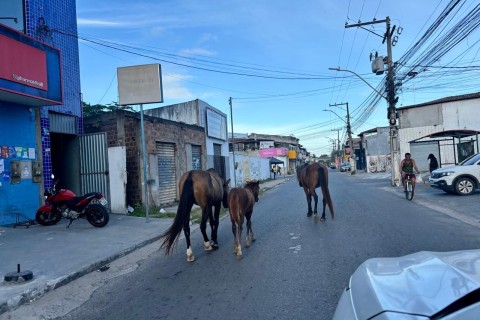 Segurança | Zoonoses | Prefeitura reforça apreensão de animais soltos nas ruas de Feira de Santana