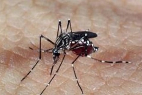 Saúde | Negros e indígenas perdem mais anos de vida por dengue e chikungunya, aponta estudo da Fiocruz