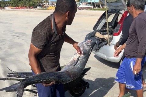 Maragogi - AL | Pesca artesanal | Pesca artesanal segue garantindo sustento de famílias no litoral de Maragogi