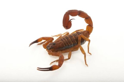 Saúde | Higiene e cuidados | Plantas que Afastam Escorpiões e Deixam Sua Casa Mais Segura