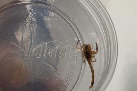 Escorpiões | Saúde pública | Escorpiões assustam moradores na Rua Nova em Feira de Santana