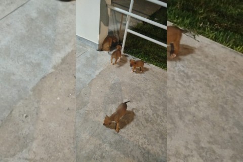 Capac | Proteção animal | Sem apoio financeiro, comissão da UEFS luta para cuidar de animais abandonados no campus